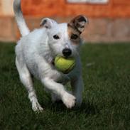 Jack russell terrier Ace (Himmelhund)