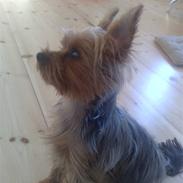 Yorkshire terrier Gucci