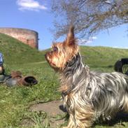 Yorkshire terrier Gucci