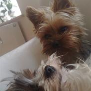 Yorkshire terrier Gucci