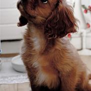 Cavalier king charles spaniel Noah