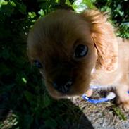 Cavalier king charles spaniel Noah
