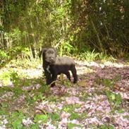 Labrador retriever Malony