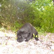 Labrador retriever Malony