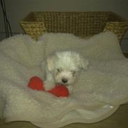 Malteser Daisy