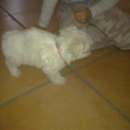 Malteser Daisy