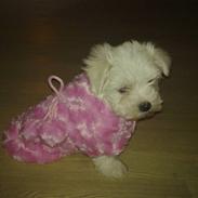 Malteser Daisy
