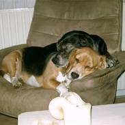 Beagle Freja