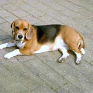 Beagle Freja