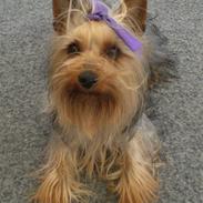 Australian silky terrier Tutzi