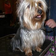 Australian silky terrier Tutzi