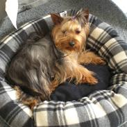 Australian silky terrier Tutzi