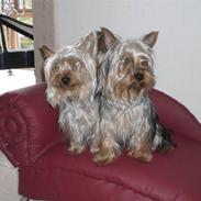 Australian silky terrier Tutzi