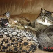 Blanding af racer Zazzi