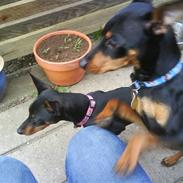 Dvaergpinscher Tinoboy :)