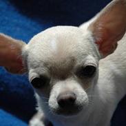 Chihuahua Buster