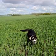 Blanding af racer Jack 