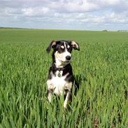 Blanding af racer Jack 