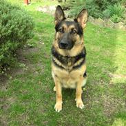 Schæferhund Sasha