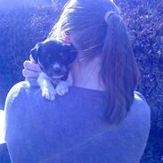 Dansk svensk gaardhund Sadie