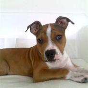 Amerikansk staffordshire terrier Sparco