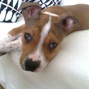 Amerikansk staffordshire terrier Sparco