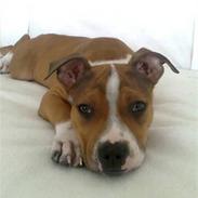 Amerikansk staffordshire terrier Sparco