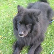 Blanding af racer Milas