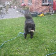 Blanding af racer Milas