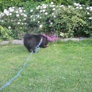 Blanding af racer Milas