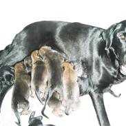 Labrador retriever Minardi