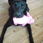 Labrador retriever Minardi