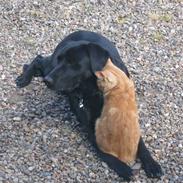 Labrador retriever Minardi