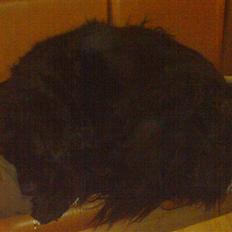 Newfoundlænder Hey-Scar Hugo Boss