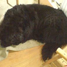 Newfoundlænder Hey-Scar Hugo Boss