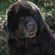 Newfoundlænder basil RiP