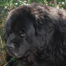 Newfoundlænder basil RiP