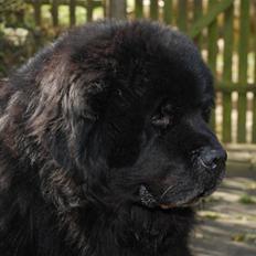 Newfoundlænder basil RiP