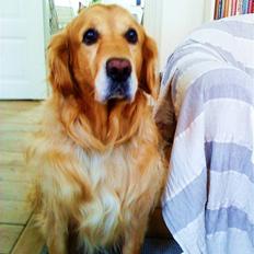 Golden retriever Bastian