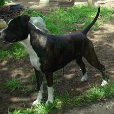 Amerikansk staffordshire terrier fear