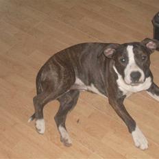 Amerikansk staffordshire terrier fear