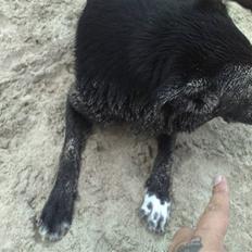 Blanding af racer Stella