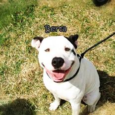 Amerikansk bulldog Berta