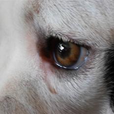 Amerikansk bulldog Berta