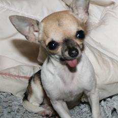 Chihuahua Tufsan