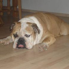 Engelsk bulldog Ælga