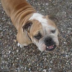 Engelsk bulldog Ælga