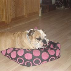 Engelsk bulldog Ælga