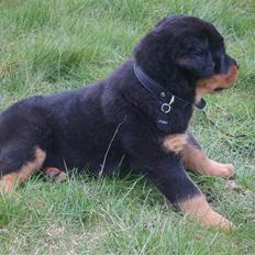 Rottweiler IRON