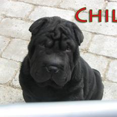 Shar pei Chili